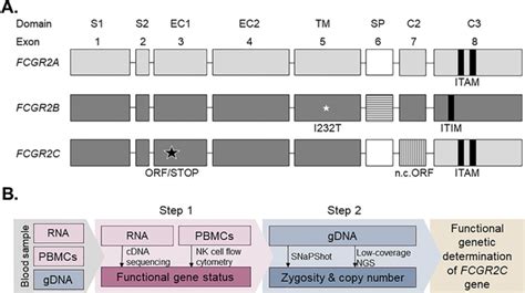 Homology And Gene Organization Of Human Fcgr Genes Prompts Tailored