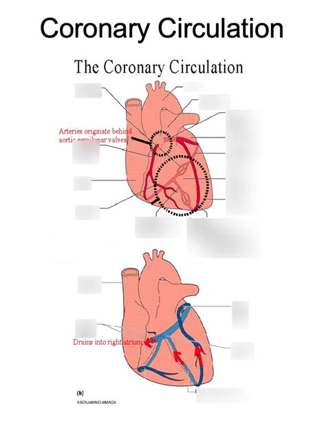 Lab 3 Coronary Circulation Diagram Quizlet