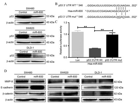 mir  inhibits cell proliferation migration  invasion