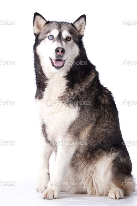 Crossbreed Dog Between Husky And Malamut Paying Attention — Stock Photo