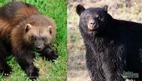 Wolverine vs. Black Bear [VIDEO] - Montana Hunting and Fishing Information