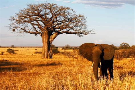 Discover Tarangire Land Of Elephants And Baobabs Alfred