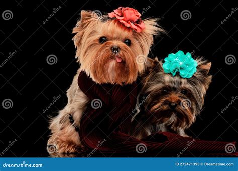 Adorable Pareja De Perros Yorkie Con Flores Y Posando Imagen De Archivo