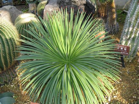 Agave Tanaman Ideal Untuk Taman