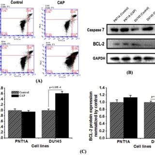 CAP Selectively Triggers Cell Apoptosis In Prostate Cancer Cells A