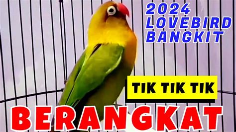 Suara Burung Lovebird Memanggil Lawan Bikin Lakbet Bunyi Bersahutan