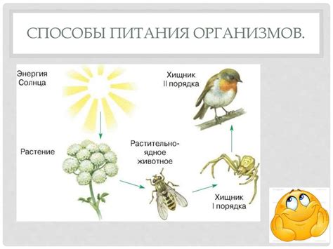 Схема питания организмов
