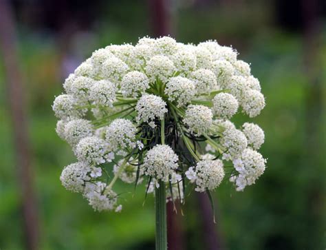 Flowering Of Carrots Which Are Grown For Seeds Stock Image Image Of