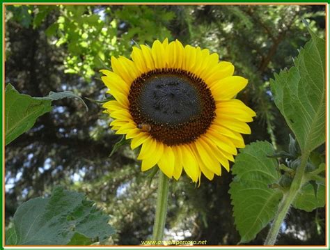 Un Girasole Finca Fiori Campi Girasoli Naturaleza Fondo De