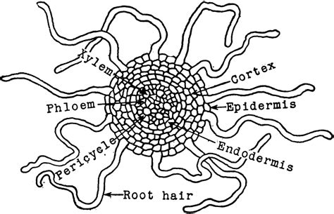 Plant Root Hairs | ClipArt ETC