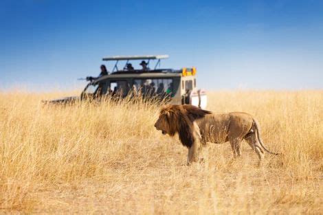 Circuit Au Afrique Du Sud Safaris Au Afrique Du Sud Circuits Pas