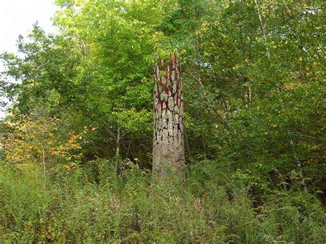 Incredible Land Art Installations By Cornelia Konrads Ignant