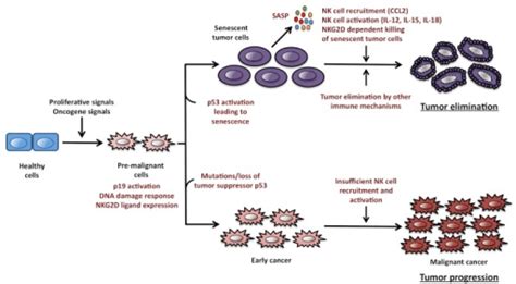 Figure 1 Oncogene Induced Senescence Promotes Immunos Open I