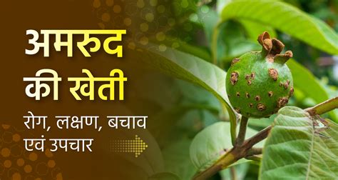 अमरुद की खेती रोग लक्षण एवं उपचार Guava Cultivation Diseases Symptoms And Treatment