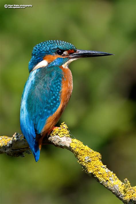 Common Kingfisher Alcedo Atthis Common Kingfisher Alced Flickr