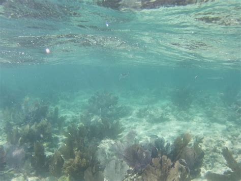 Snorkel The Keys Snorkeling Key Largo Dry Rocks Grecian Snorkel