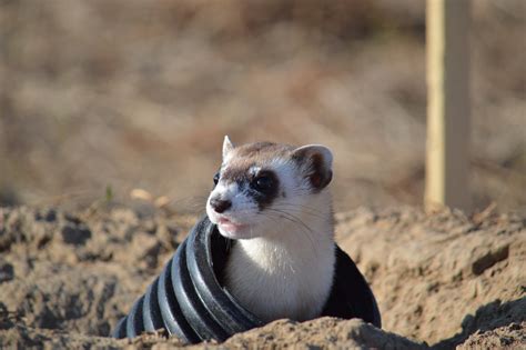 White and brown ferret on black tube at daytime, black-footed ferret ...