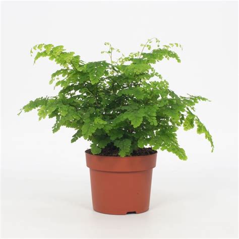 Maidenhair Fern Adiantum Raddianum Fritz Luthi Horizon Aquatics