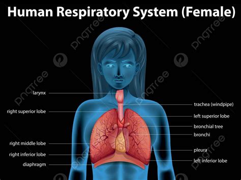 Human Respiratory System Breath Body Biological Vector Breath Body