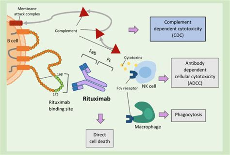 Rituximab Mechanism Of Action