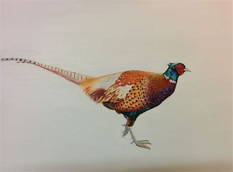 Pheasant Oil Painting By Ian Fox West Art Wildlife