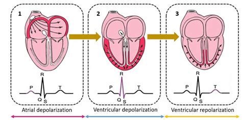 Successive Stages of Depolarization/repolarization of the Heart... | Download Scientific Diagram