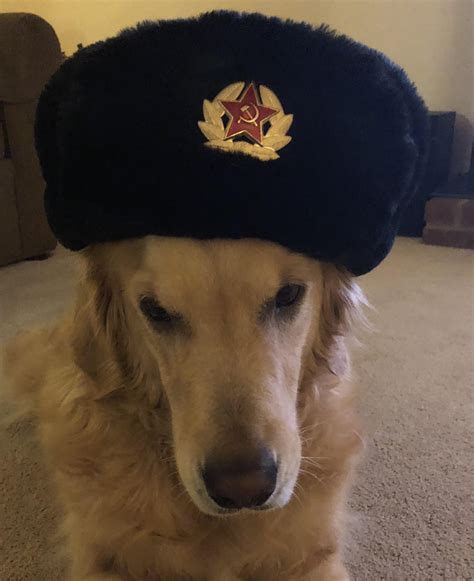 Communist doggo : r/dogswearinghats