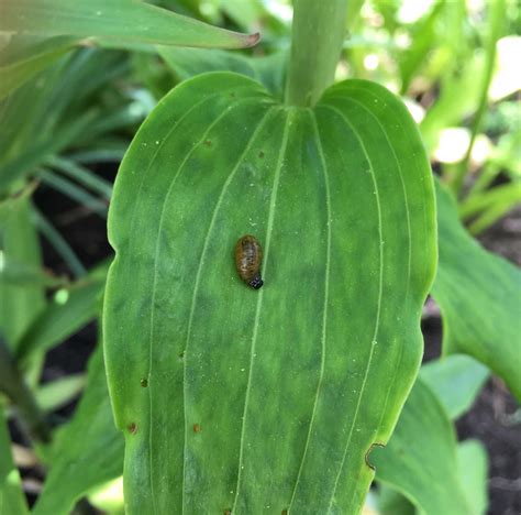 How To Control Red Lily Leaf Beetles Longfield Gardens