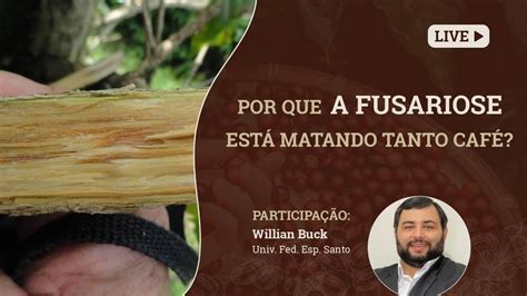 Por Que A Fusariose Est Matando Tanto Caf Willian Bucker Univ