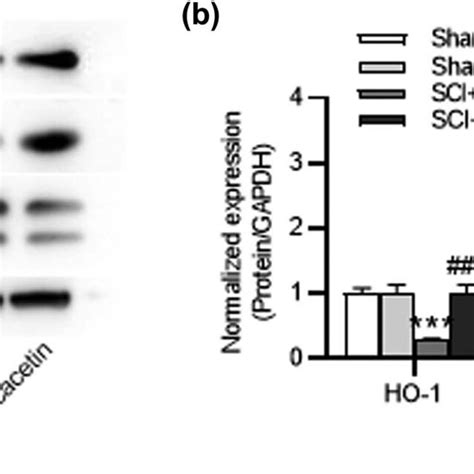 Acacetin Activates HO 1 Nrf2 Pathway In SCI Mice A And B Protein