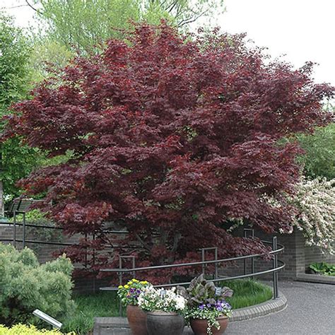 Bloodgood Japanese Maple, 3-Gallon - Alsip Home & Nursery