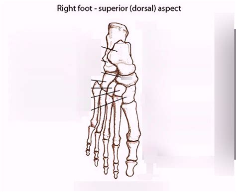 Foot Bones Diagram Quizlet