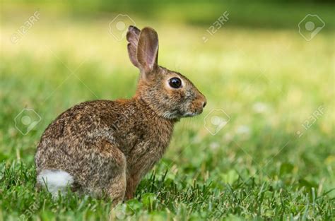 Eastern Cottontail Rabbit Sylvilagus Floridanus Sitting In Vegetation