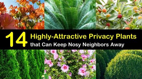 14 Highly-Attractive Privacy Plants that Can Keep the Nosy Neighbors Away