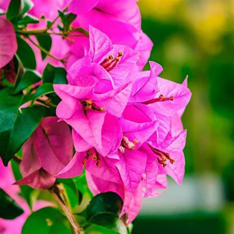 Buy Bougainvillea Dwarf Pink Plant Online India At