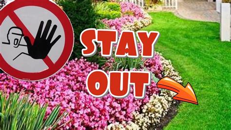 How To Kill Prevent Bermuda Grass And Weeds In Flower Beds For