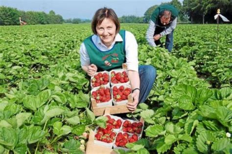 Od Zaraz Praca W Niemczech Przy Zbiorach Truskawek Bez J Zyka Westrup