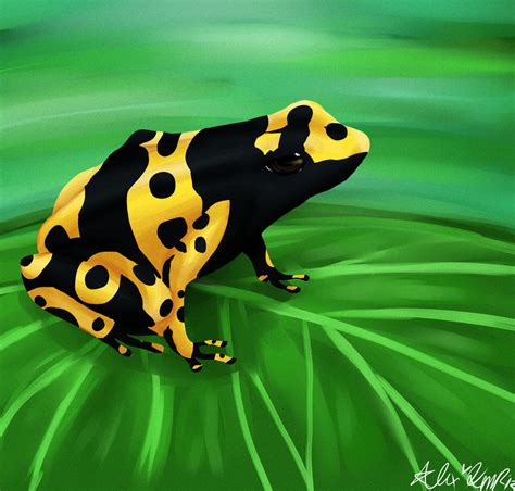 Poison Dart Frog By Saltwaterpixels On Deviantart