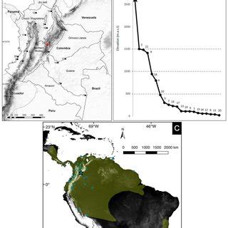 Morphological Characters Of Micronycteris Hirsuta ICN 24849 A Lower