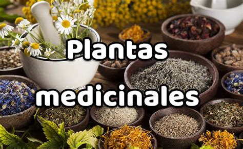 Cuáles son las mejores plantas medicinales