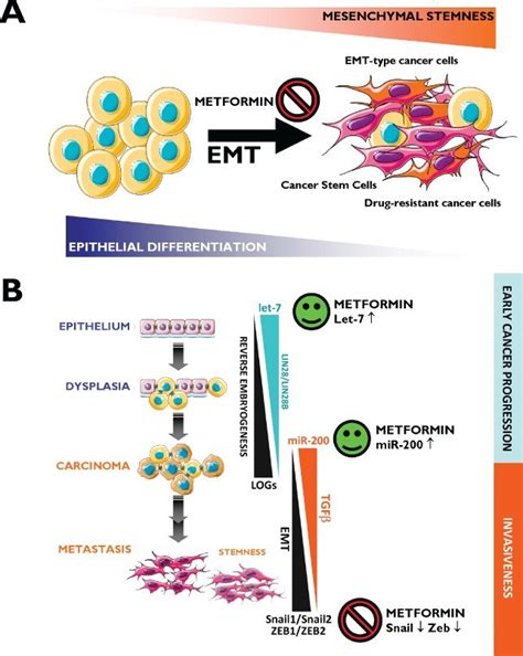 A Emt Induction Of The Emt Transdifferentiation Program In Cancer