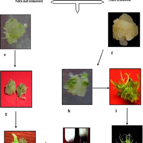 In Vitro Plant Regeneration From Mature Embryo Of Wheat Cultivar