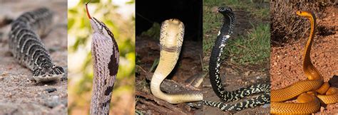 Most Common Venomous Snakes In South Africa Nelspruit Lodge