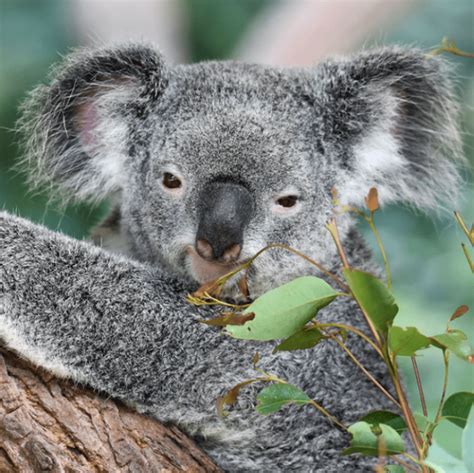 Koalas Declared Functionally Extinct After Numbers Fall Below A