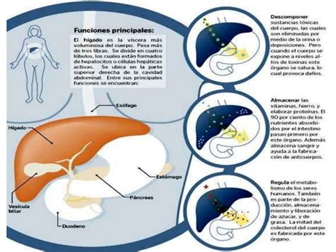 Patologias Hepaticas PPT