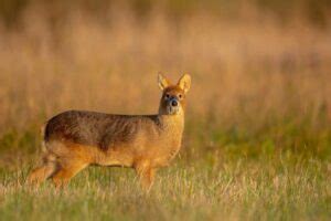 11 Wondrous Water Deer Facts (Chinese & Korean) - Fact Animal