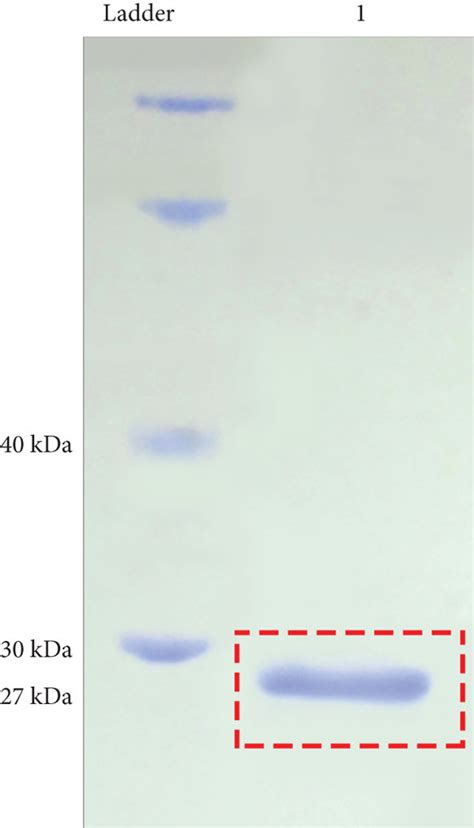 Sds Page And Western Blotting Results A His Tag Affinity