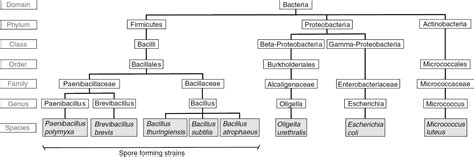 Classification Des Bact Ries D Int R T M Dical Pdf