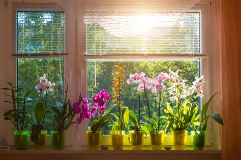 Der richtige Standort für Orchideen hausinfo