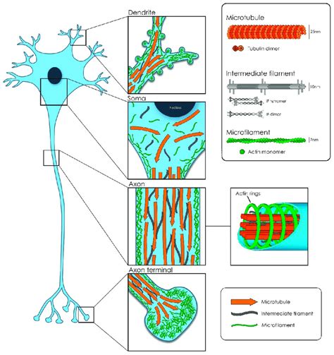 Citoesqueleto Neuronal